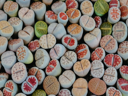 How small things bring big joy: flowering stones