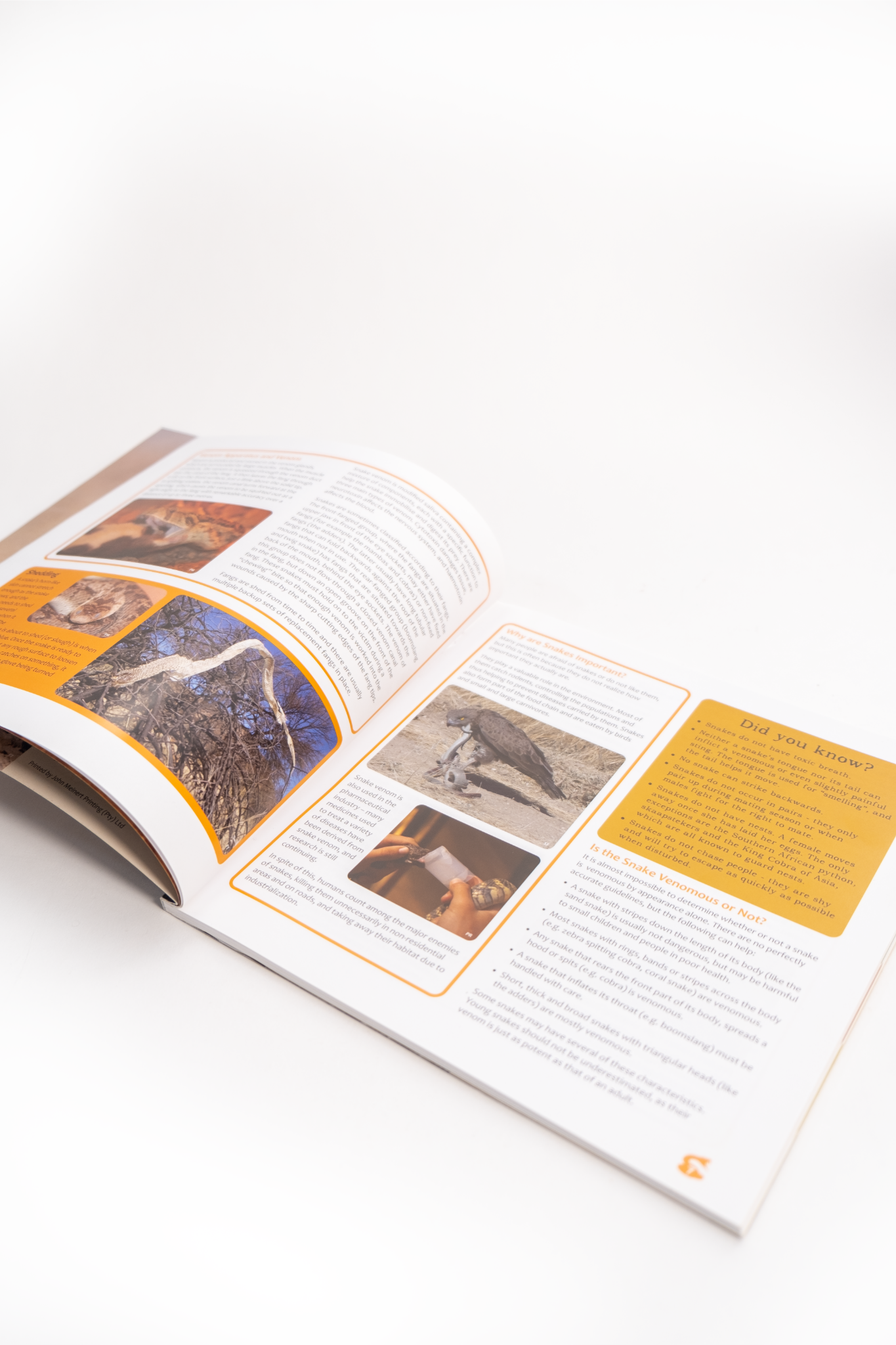My First Book of Namibian Snakes