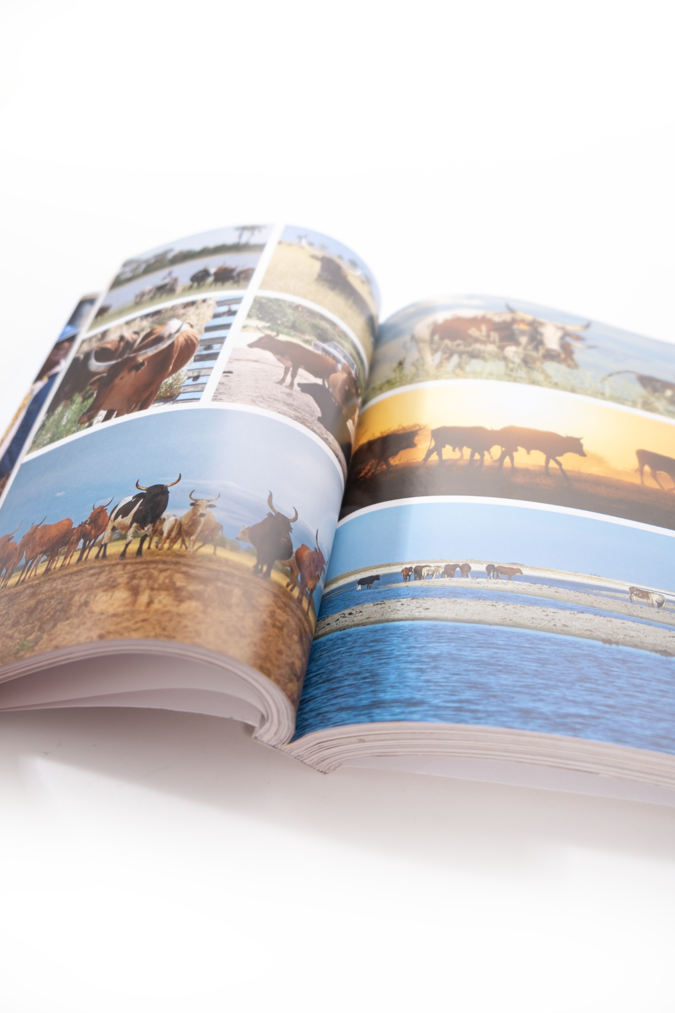 Discover the Colourful world of Owambo Book