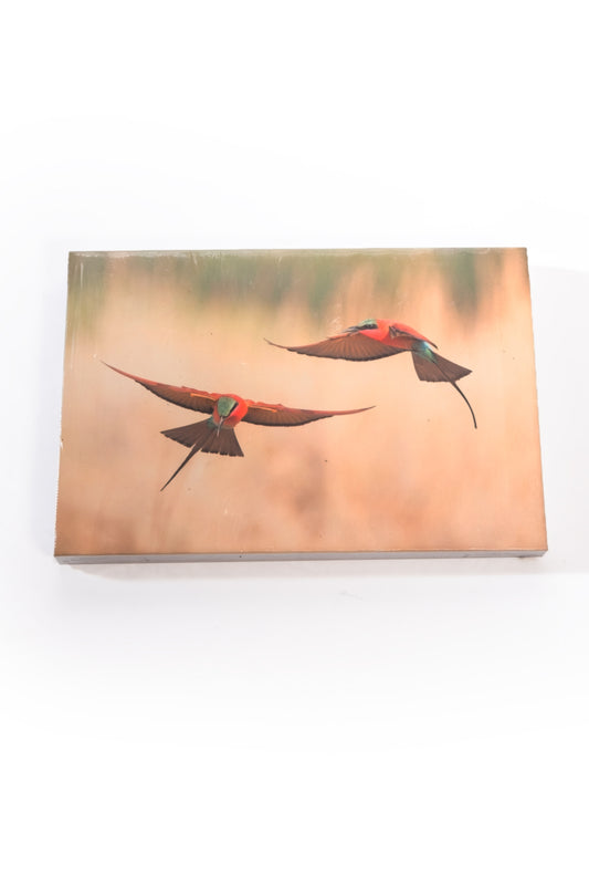 Carmine Bee eater bird canvas Frame