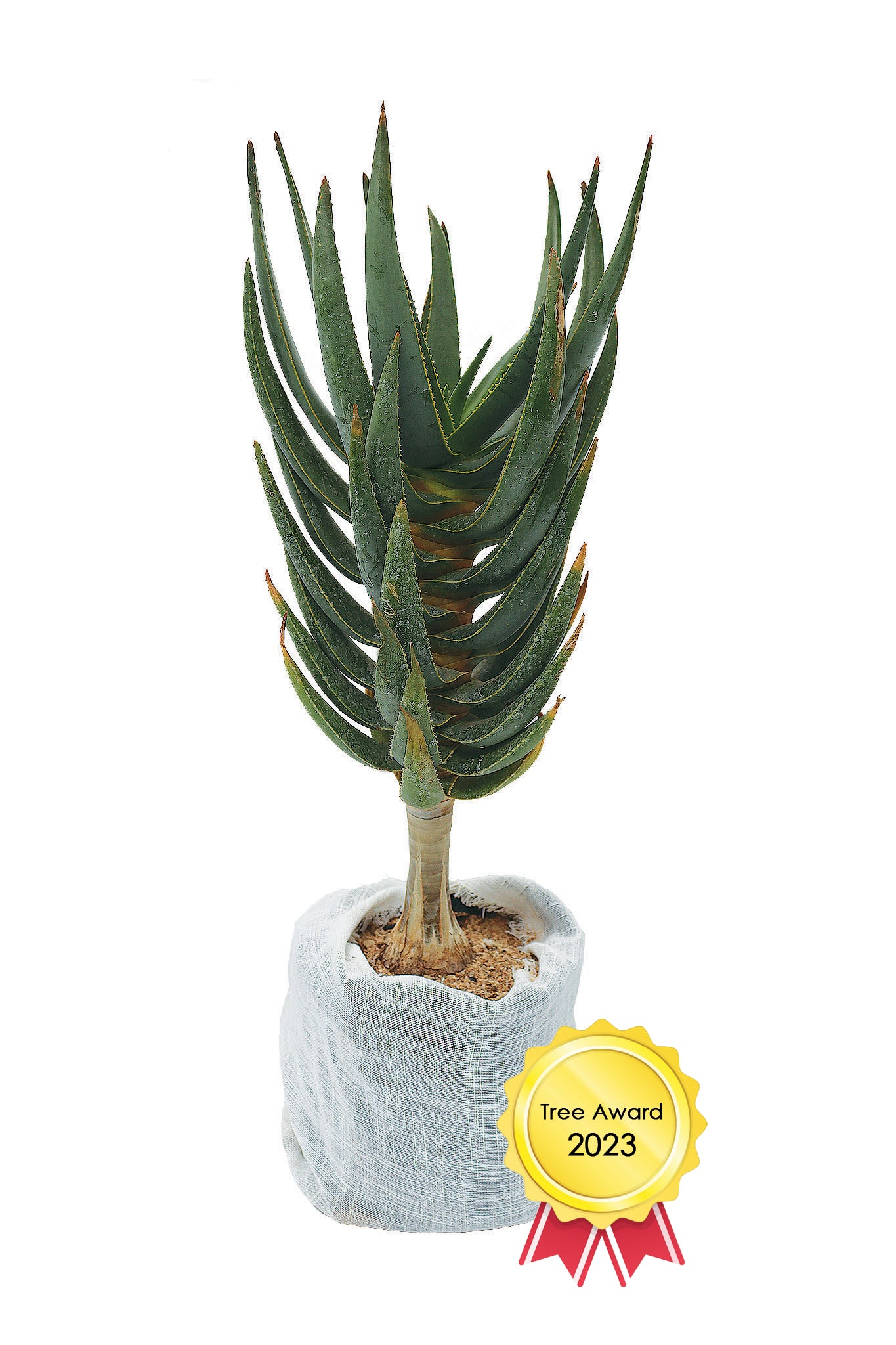 Adopt a Quiver Tree