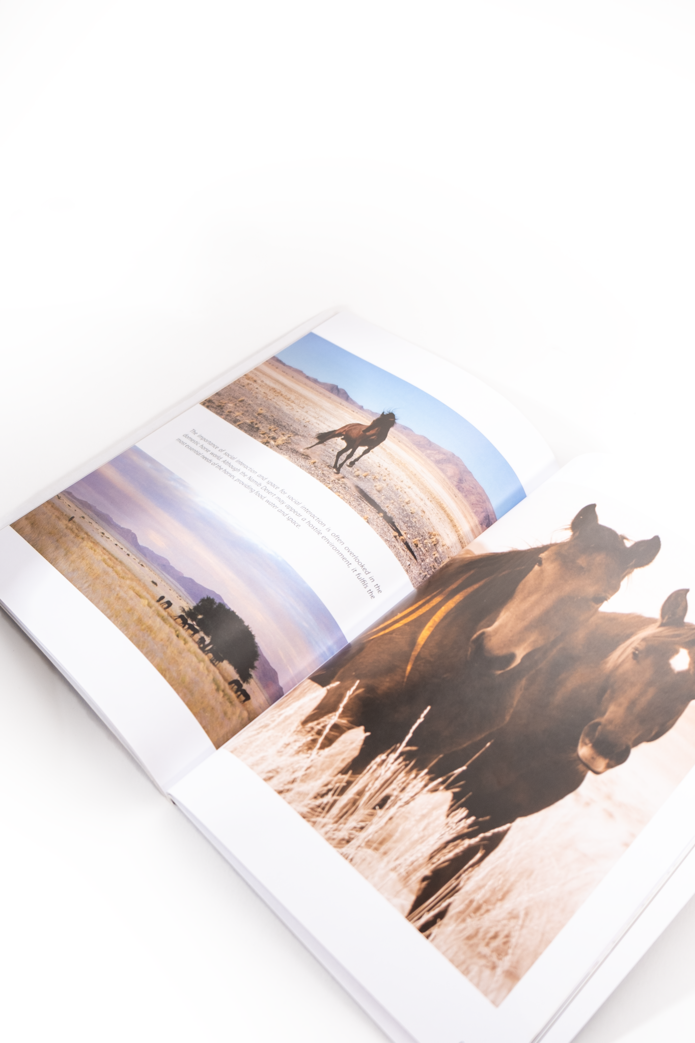 Wild Horses in the Namib Book - English