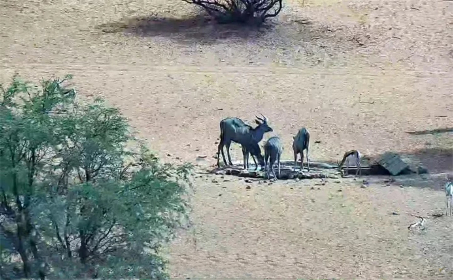 Donate to the NamibiaCam Waterholes